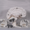 Representación del cerebro en maqueta en su versión para personalizar, mostrando la anatomía interna y el hueso cerebro.