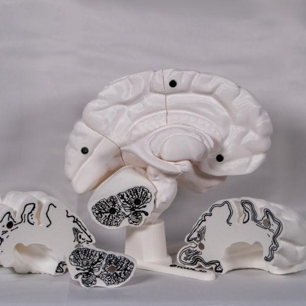 Representación del cerebro en maqueta en su versión para personalizar, mostrando la anatomía interna y el hueso cerebro.