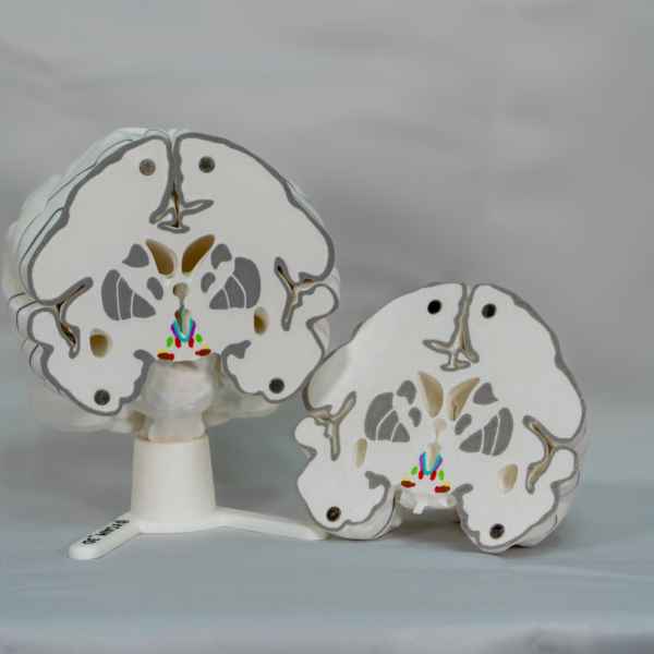 Maqueta de cerebro con piezas a color pensada para la docencia universitaria. 10