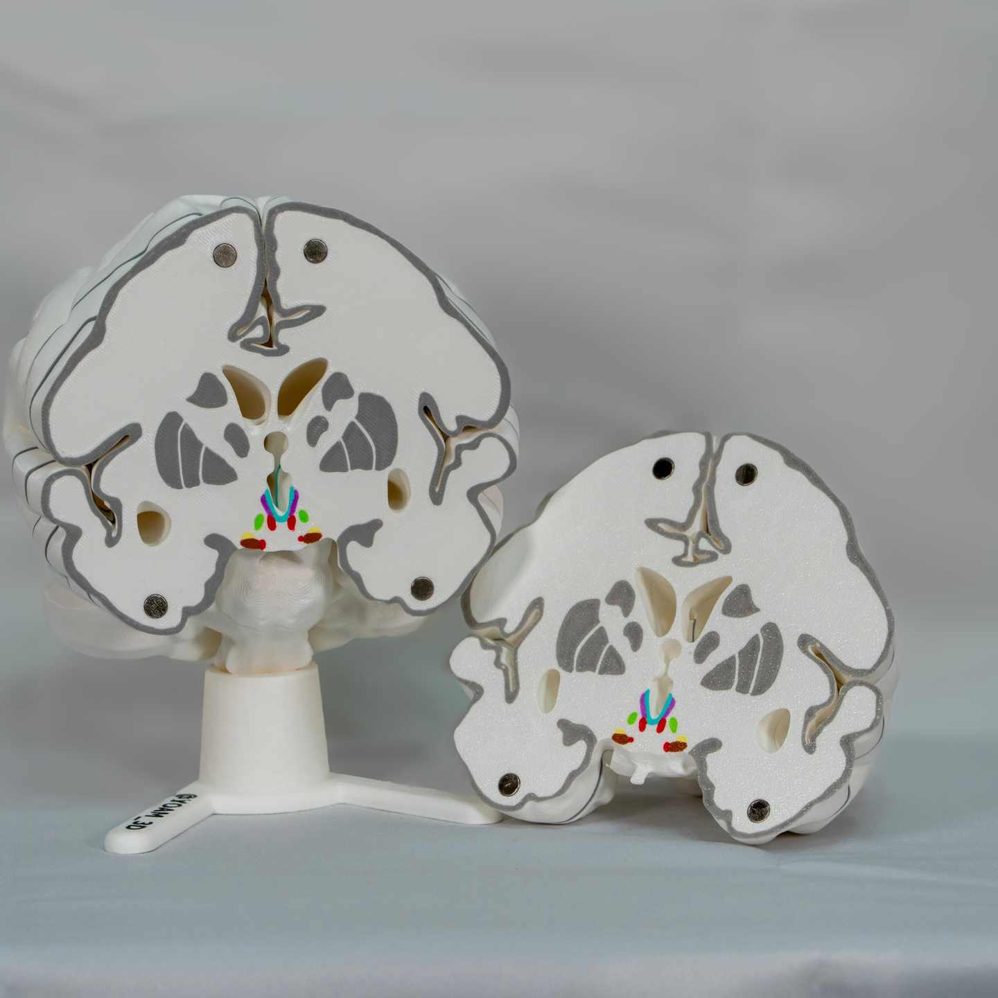 Maqueta de cerebro con piezas a color pensada para la docencia universitaria. 10