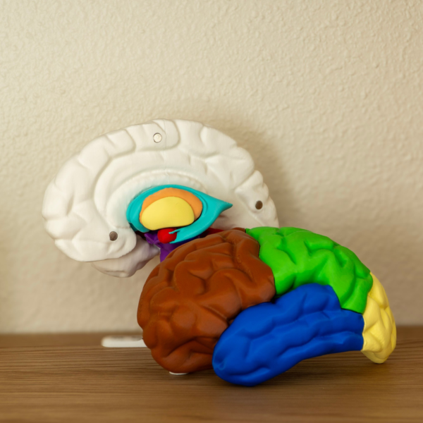 Diseño a color de nuestra maqueta cerebro para el estudio práctico de la anatomía.