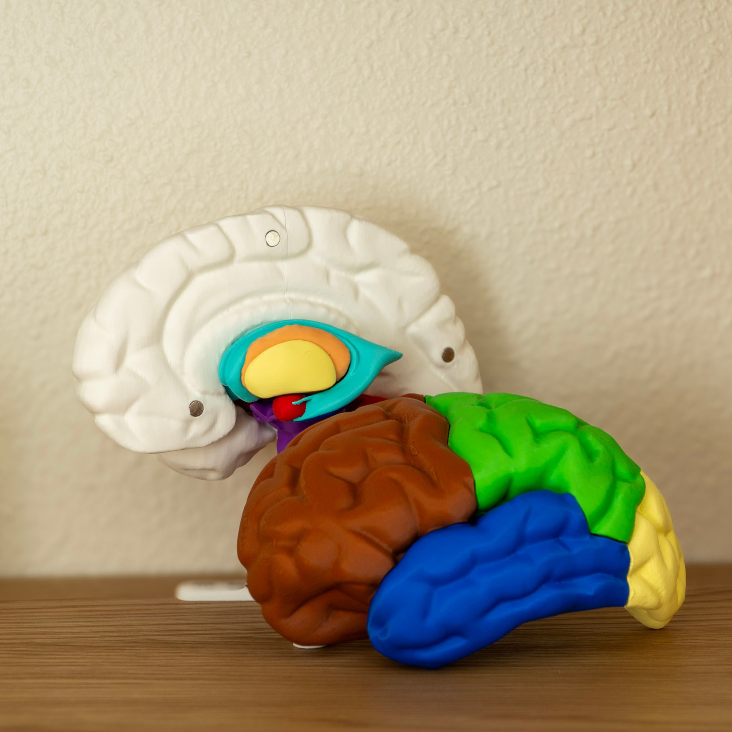 Diseño a color de nuestra maqueta cerebro para el estudio práctico de la anatomía.