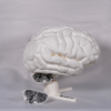 Detalles de los cerebros maqueta en nuestra maqueta de cerebro blanco, ideal para prácticas docentes.