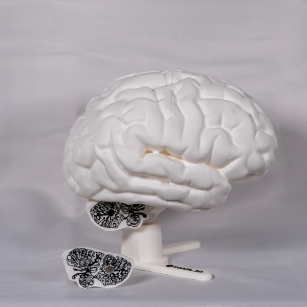 Detalles de los cerebros maqueta en nuestra maqueta de cerebro blanco, ideal para prácticas docentes.