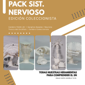 cerebros-maqueta-ganglios-basales-del-cerebro-pack Kit anatómico interactivo con neurona maqueta y un modelo detallado para identificar el tronco del encefalo partes y la sinapsis en neuronas.
