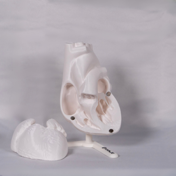 Modelo manipulativo que facilita la comprensión del corazón anatomia y funciona como maqueta de corazon interactiva