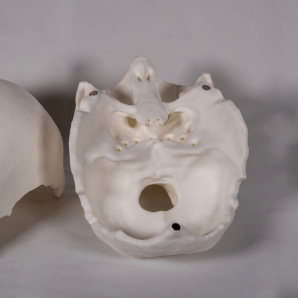 Estructura anatómica sin color predefinido para que el alumno pueda pintar e identificar cada hueso craneo.