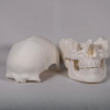 Maqueta anatómica en blanco que permite al estudiante personalizarla y pintarla como un craneo rojo para resaltar áreas de estudio específicas.