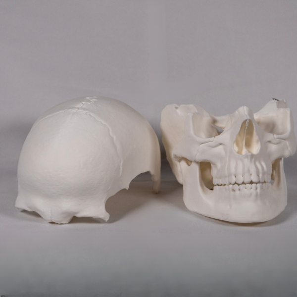 Maqueta anatómica en blanco que permite al estudiante personalizarla y pintarla como un craneo rojo para resaltar áreas de estudio específicas.