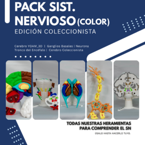ganglios-basales-del-cerebro Pack Sistema Nervioso Coleccionista a Color