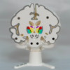 Edición coleccionista a color de la maqueta cerebro y cerebro desmontable de YOAM 3D