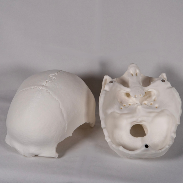 Modelo en blanco diseñado para el estudio práctico de la anatomia del craneo, las partes craneo y cada parte del craneo.