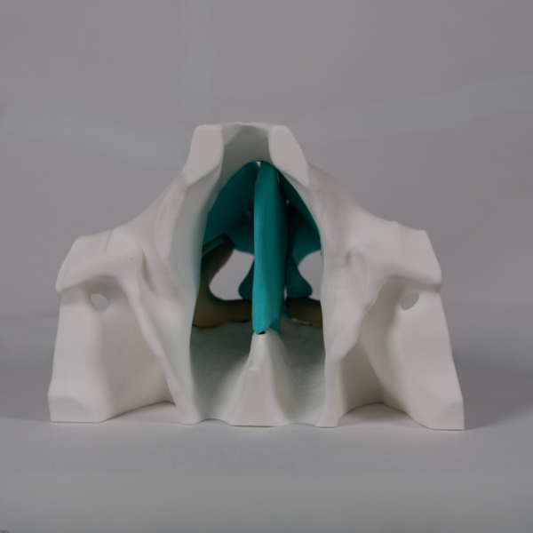 Modelo anatomico nariz personalizable que permite al estudiante identificar y colorear las partes de la nariz.