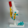 ligamentos-rodilla-anatomia-didactica Enfoque estructural claro de los ligamentos rodilla anatomia para facilitar el aprendizaje práctico.