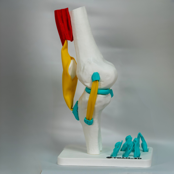 ligamentos-rodilla-anatomia-didactica Enfoque estructural claro de los ligamentos rodilla anatomia para facilitar el aprendizaje práctico.