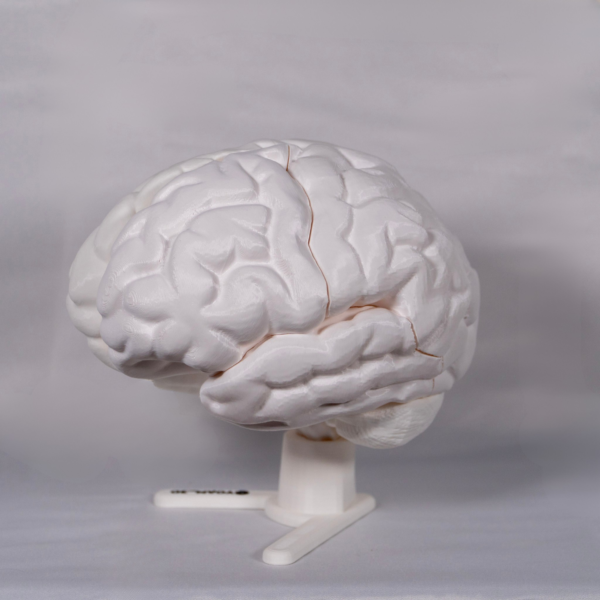 Maqueta cerebro 3d y cerebro desmontable en formato blanco para facilitar el aprendizaje manipulativo.