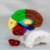 Fabricación de cerebros maqueta a color con precisión anatómica por YOAM 3D