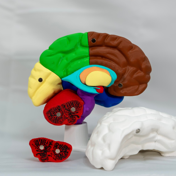 Fabricación de cerebros maqueta a color con precisión anatómica por YOAM 3D