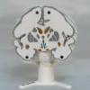 Vista lateral de la maqueta de cerebro, destacando entre los cerebros maqueta por su nivel de detalle a color
