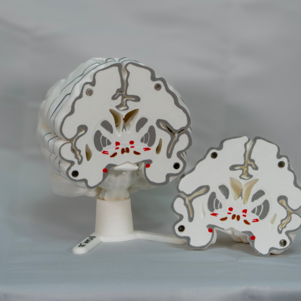 Estructura interna visible en la maqueta cerebro 3d y cerebro desmontable a color