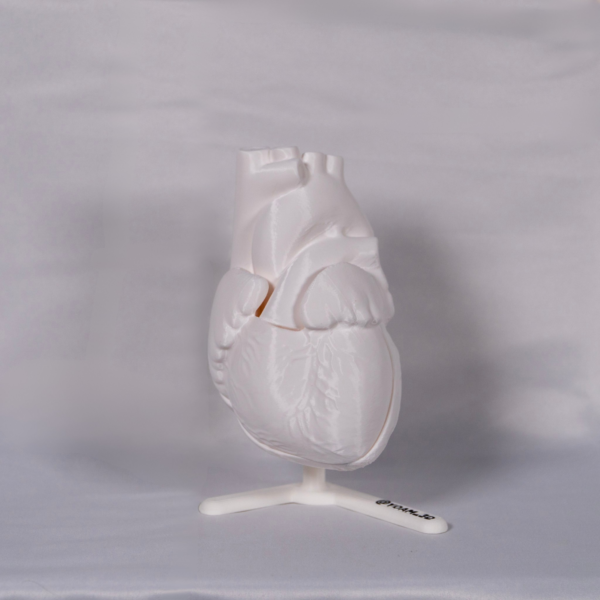 Vista de nuestras maquetas corazon y maquetas del corazon fabricadas en material personalizable