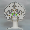Relación espacial anatómica que muestra el hueso cerebro integrado en la maqueta del cerebro