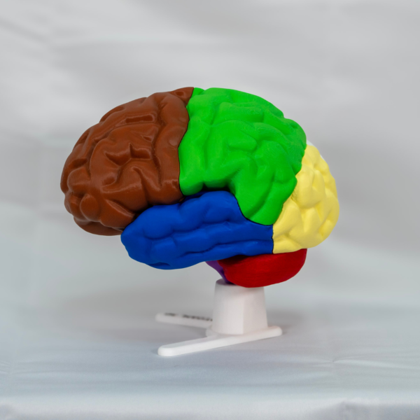Modelo de cerebro desmontable a color que facilita el aprendizaje manipulativo en el aula