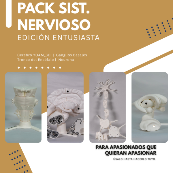 maqueta-de-neurona-cerebro-desmontable-sistema-nervioso Pack del sistema nervioso que incluye la maqueta del cerebro humano y el tronco encefálico. Herramienta diseñada para estudiar la relación entre cerebro cerebelo y tronco encefalico.