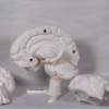 Maqueta del cerebro en blanco diseñada para el estudio práctico, permitiendo pintar sobre el cerebro maqueta.