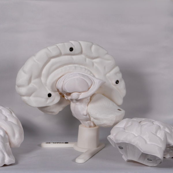 Maqueta del cerebro en blanco diseñada para el estudio práctico, permitiendo pintar sobre el cerebro maqueta.