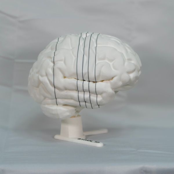 Detalle de la superficie de la maqueta cerebro, configurando un cerebro maqueta a color diseñado para el estudio avanzado