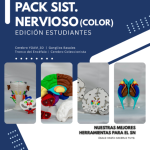 maqueta-del-cerebro-humano-3d Pack Sistema Nervioso Estudiante a Color