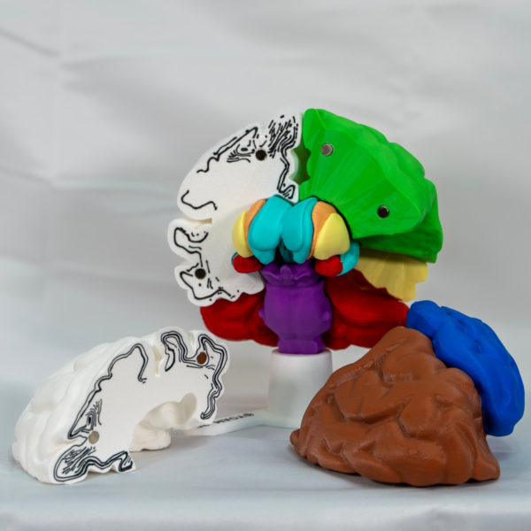 Vista detallada de la maqueta del cerebro en su edición coleccionista a color.