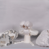 Maqueta del cerebro humano en blanco, una maqueta cerebro personalizable para estudiantes de ciencias de la salud.