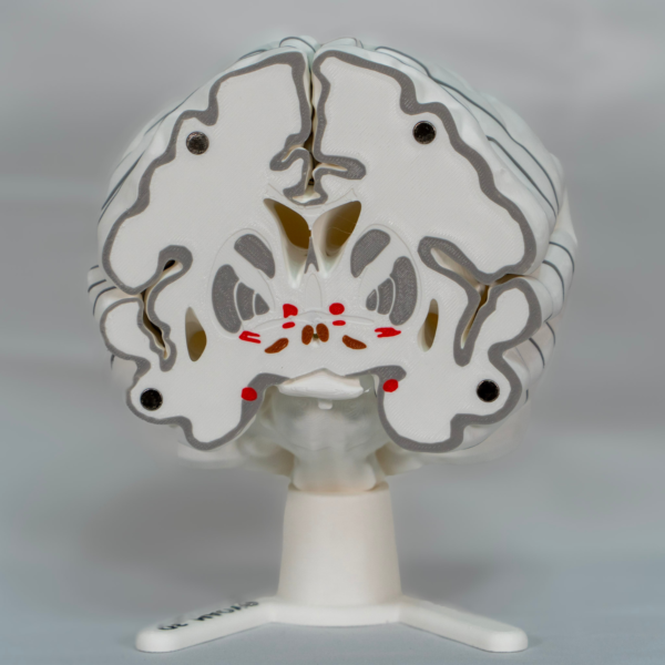 Representación del cerebro en maqueta, versión coleccionista con acabados realistas a color