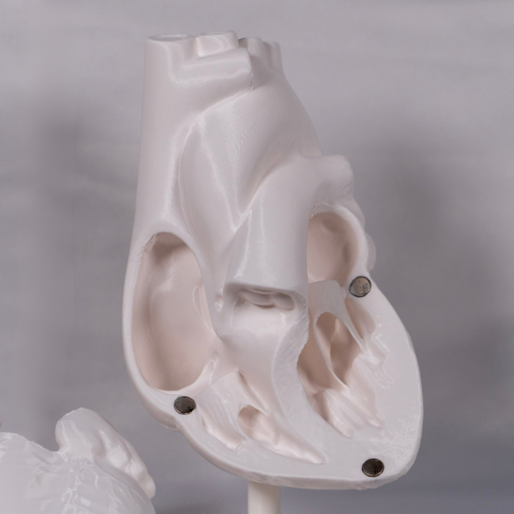 Maqueta corazon diseñada para asimilar la anatomia del corazon en 3d, creando una maqueta del corazón fácil de memorizar