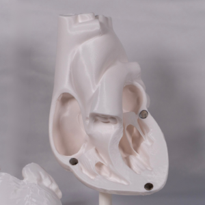 maqueta-del-corazon-blanco-estudio Maqueta corazon diseñada para asimilar la anatomia del corazon en 3d, creando una maqueta del corazón fácil de memorizar