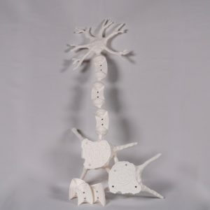 maqueta-neurona-dibujo-traductor-neuronal Neurona maqueta para colorear, ideal para comprender el funcionamiento de las neuronas espejo, otras neuronas y el tejido neuronal.
