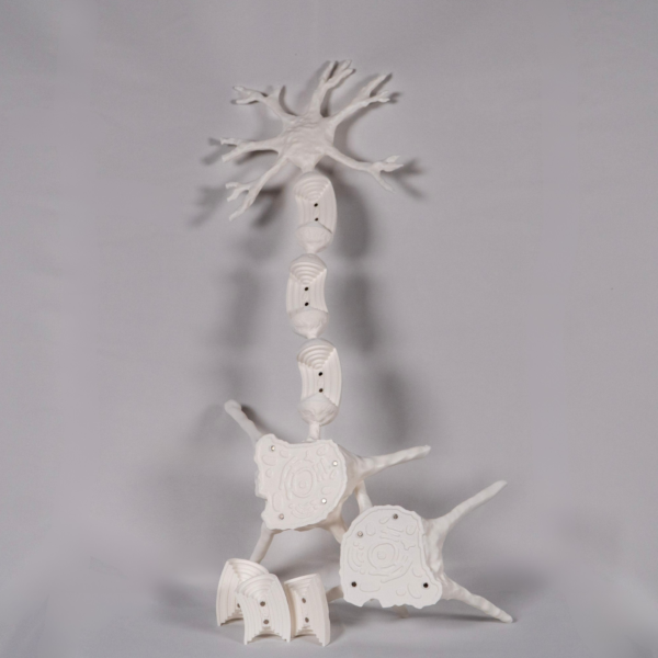 Neurona maqueta para colorear, ideal para comprender el funcionamiento de las neuronas espejo, otras neuronas y el tejido neuronal.