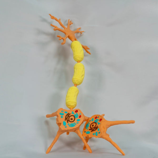 Neurona maqueta a color, una herramienta física ideal para estudiar el comportamiento de las neuronas espejo y otras neuronas.