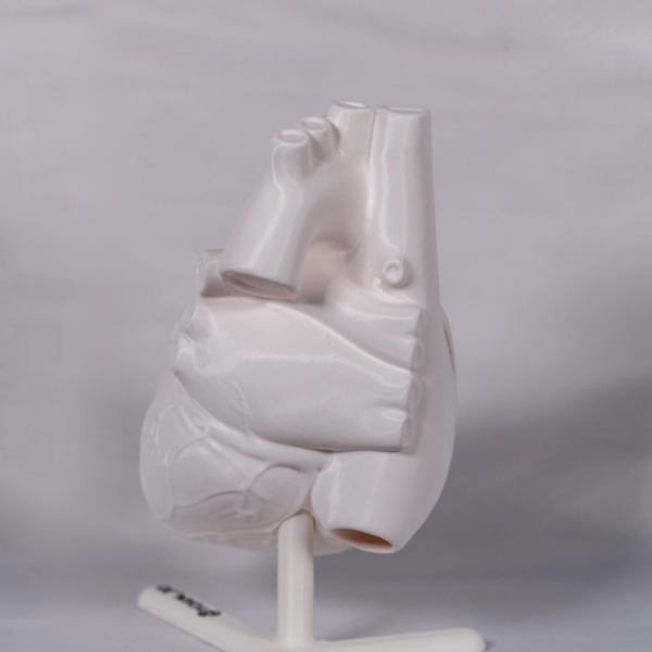 Maquetas de corazon en versión blanca pensadas para fomentar el aprendizaje activo del estudiante