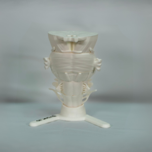 Representación en 3D para estudiar el tronco del encéfalo, las partes del tronco del encefalo y el tronco del encefalo partes. 4.