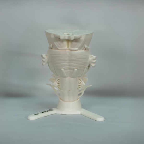 Representación en 3D para estudiar el tronco del encéfalo, las partes del tronco del encefalo y el tronco del encefalo partes. 4.