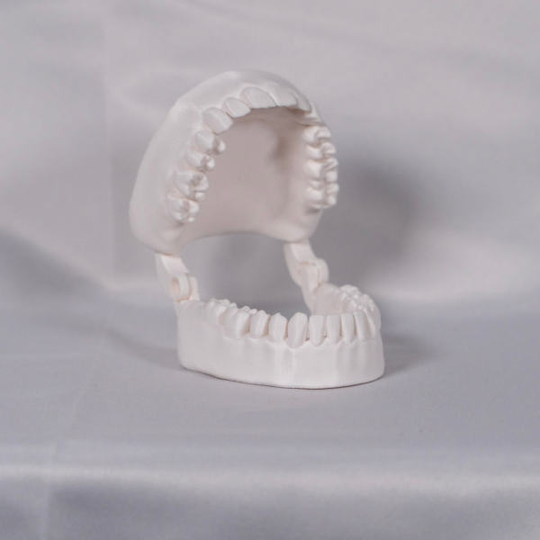 Herramienta de estudio manipulativo de dentadura a color para comprender y evaluar el tipodonto dental.