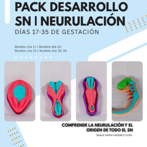 pack-neurulacion-desarrollo-sn Pack Modelos Desarrollo SN: La Neurulación