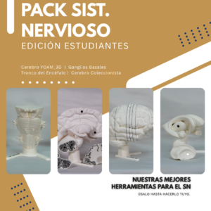 pack-sistema-nervioso-maqueta-del-cerebro-tronco-encefalico Conjunto de cerebros maqueta enfocado en mostrar los ganglios basales del cerebro y los basal ganglia para facilitar el aprendizaje espacial.