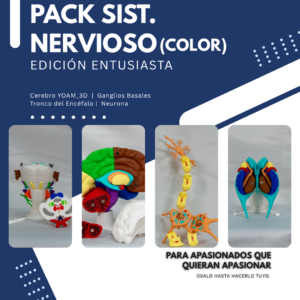 partes-del-tronco-encefalico Pack Sistema Nervioso Entusiasta a Color