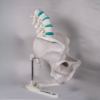pelvis-masculina-huesos-de-la-pelvis Modelo en blanco para estudiar la anatomia pelvis y los detalles de la pelvis huesos.