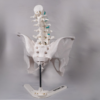pelvis-mujer-pelvis-hombre-modelo Maqueta en blanco ideal para simular visualmente lesiones y fracturas en pelvis mediante el aprendizaje activo.