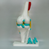 rodilla-izquierda-anatomia-modelo-3d Modelo didáctico para el estudio de la anatomia rodilla derecha y la anatomia de la rodilla en general.